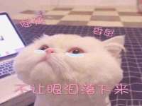 上海甄予网络科技有限公司