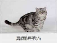上海甄予网络科技有限公司