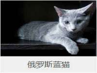 上海甄予网络科技有限公司
