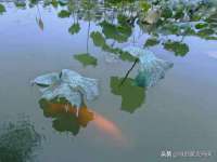上海甄予网络科技有限公司
