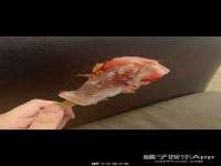 上海甄予网络科技有限公司